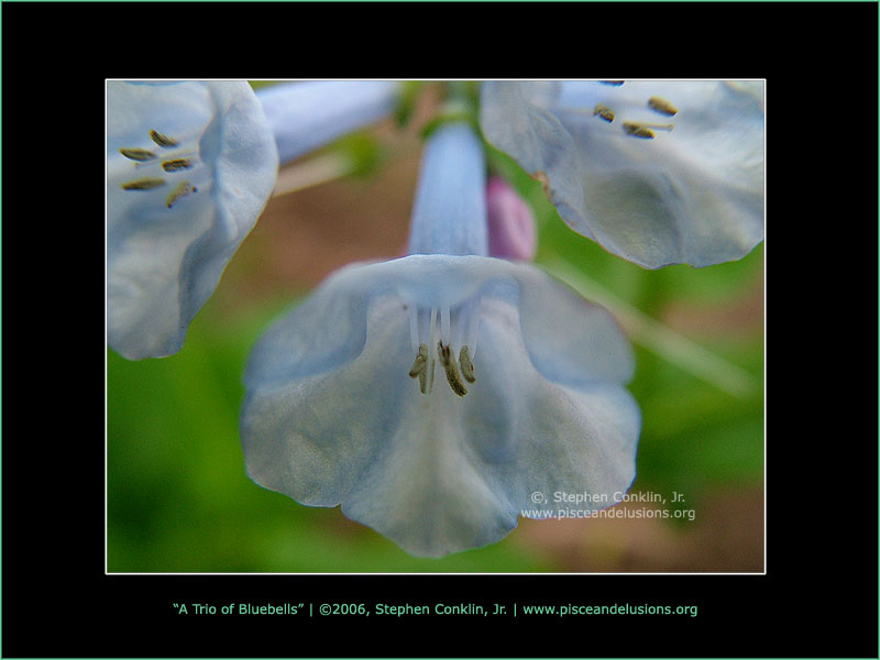 A Trio of Bluebells A Trio of Bluebells