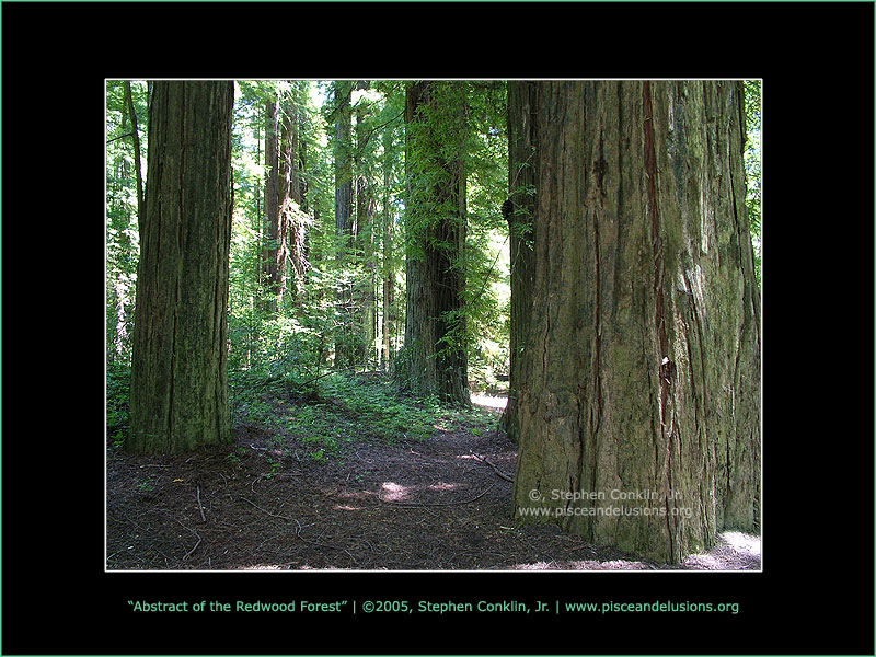 Abstract of the Redwood Forest Abstract of the Redwood Forest