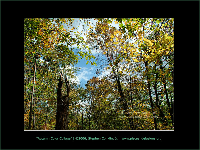Autumn Color Collage Autumn Color Collage
