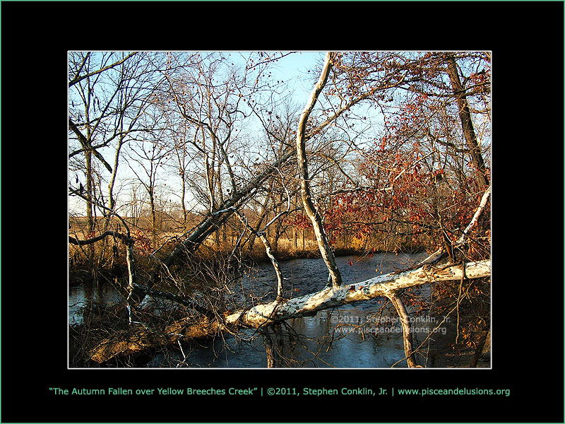 The Autumn Fallen Over Yellow Breeches Creek The Autumn Fallen Over Yellow Breeches Creek