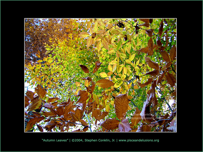 Autumn Leaves Autumn Leaves
