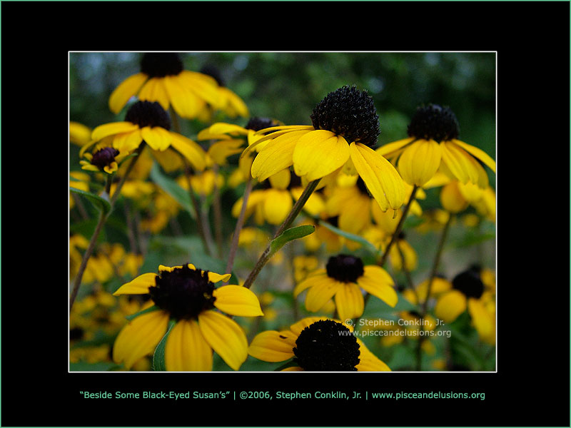 Beside Some Black-Eyed Susan's Beside Some Black-Eyed Susan's