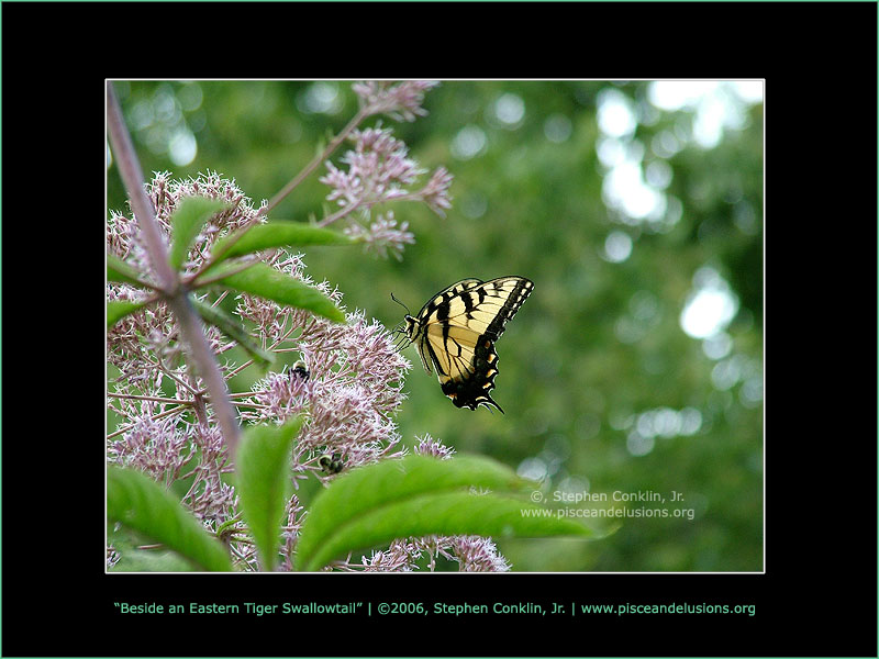 Beside an Eastern Tiger Swallowtail Beside an Eastern Tiger Swallowtail