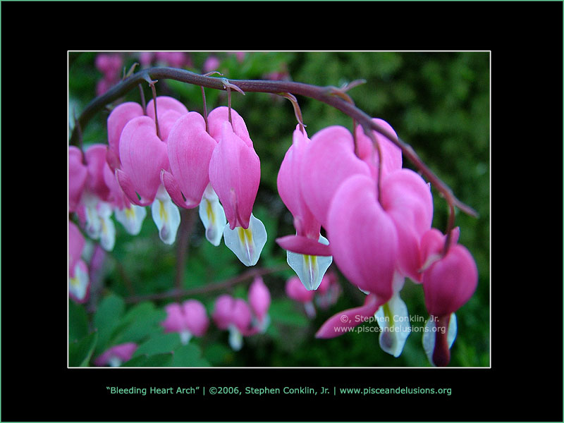 Bleeding Heart Arch Bleeding Heart Arch