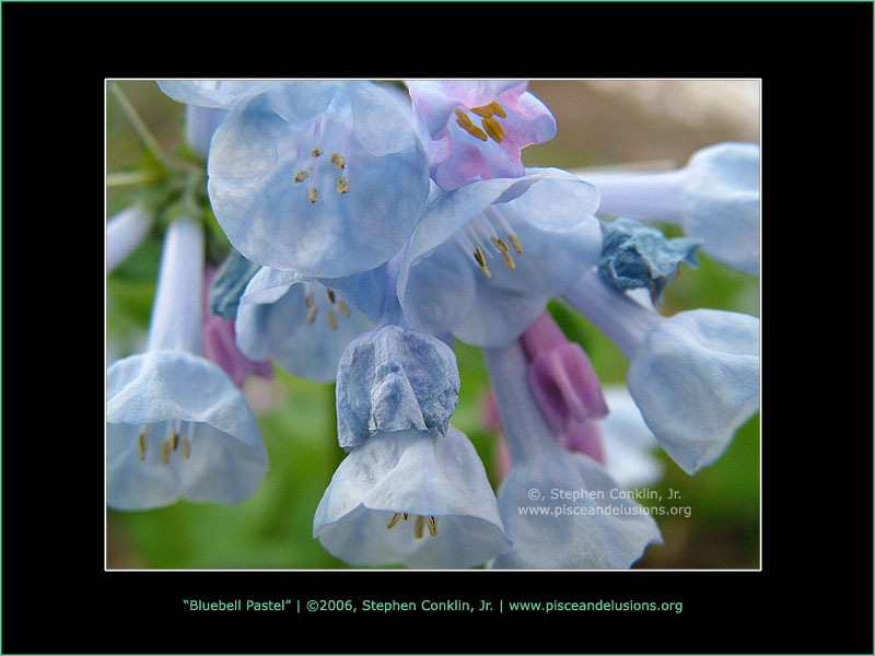 Bluebell Pastel Bluebell Pastel