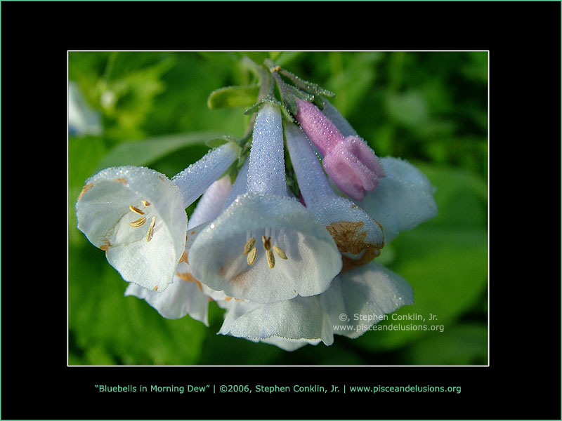 Bluebells in Morning Dew Bluebells in Morning Dew