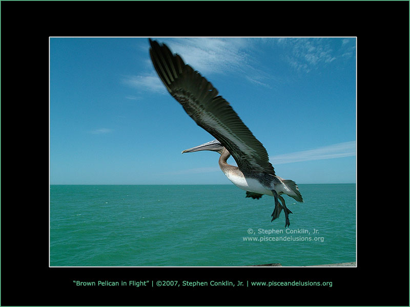 Brown Pelican in Flight Brown Pelican in Flight