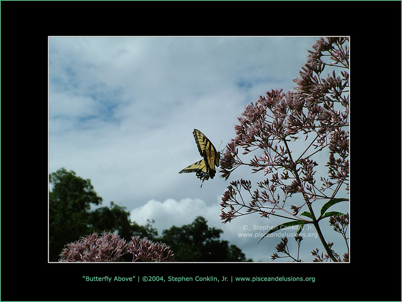 Butterfly Above Butterfly Above