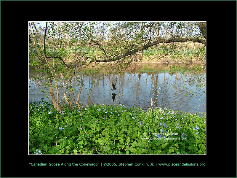 Canadian Goose Along the Conewago Canadian Goose Along the Conewago