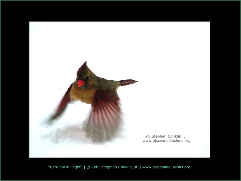 Cardinal in Flight Cardinal in Flight