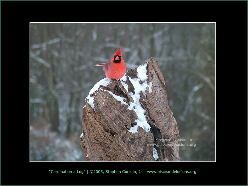 Cardinal on a Log Cardinal on a Log