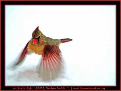 Cardinal in Flight