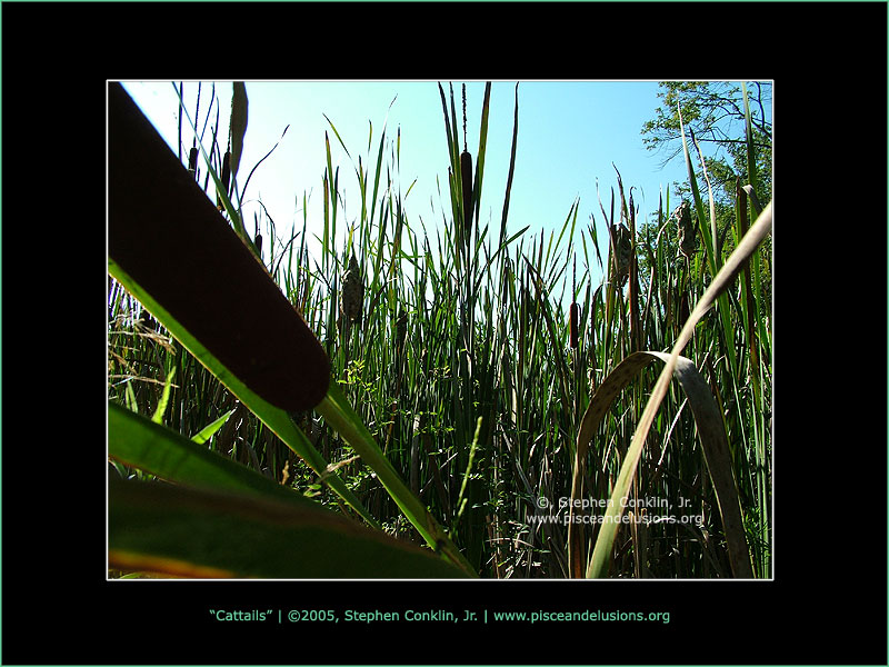 Cattails Cattails