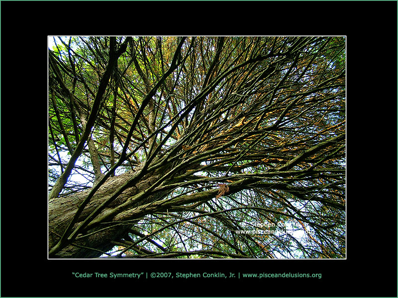 Cedar Tree Symmetry Cedar Tree Symmetry