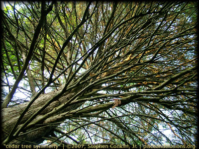 Cedar Tree Symmetry
