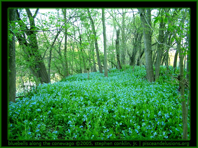 BlueBells along the Conewago BlueBells along the Conewago