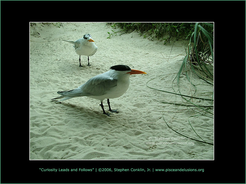 Curiosity Leads and Follows Curiosity Leads and Follows
