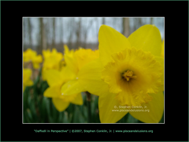 Daffodil in Perspective Daffodil in Perspective