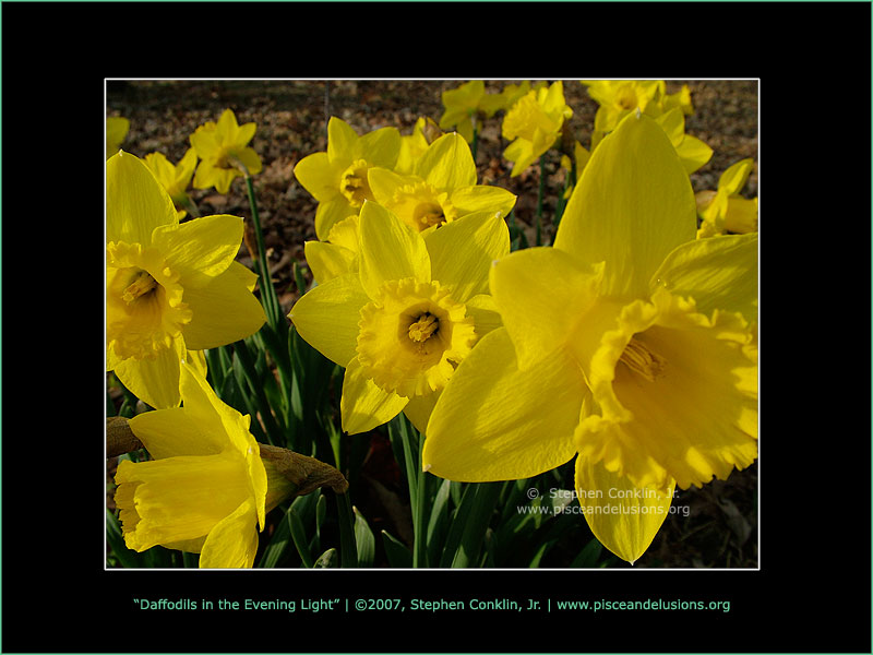 Daffodils in the Evening Light Daffodils in the Evening Light