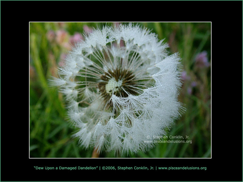 Dew Upon a Damaged Dandelion Dew Upon a Damaged Dandelion