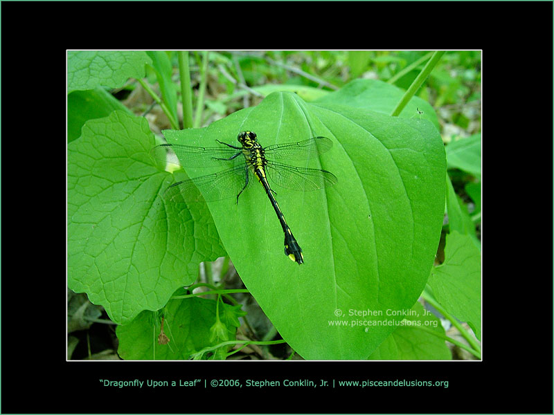 Dragonfly Upon a Leaf Dragonfly Upon a Leaf