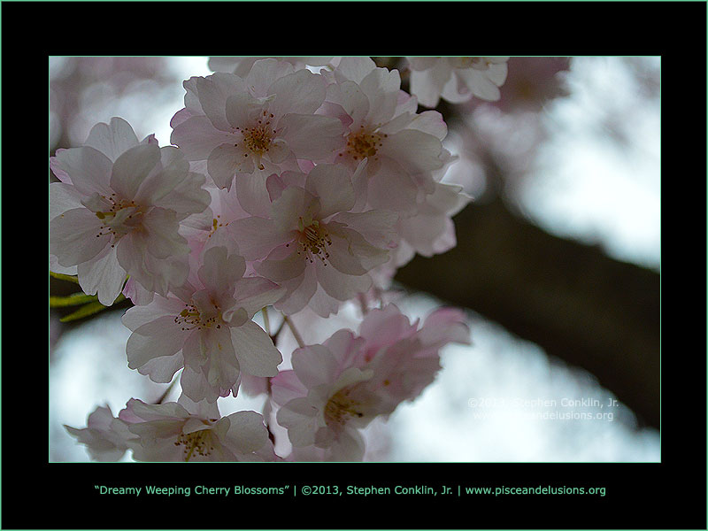 Dreamy Weeping Cherry Blossoms Dreamy Weeping Cherry Blossoms