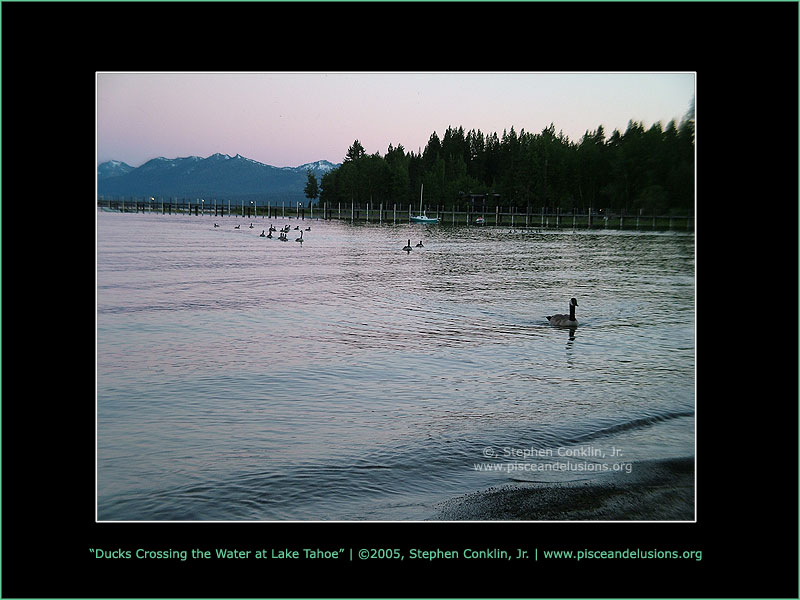 Ducks Crossing the Water at Lake Tahoe Ducks Crossing the Water at Lake Tahoe