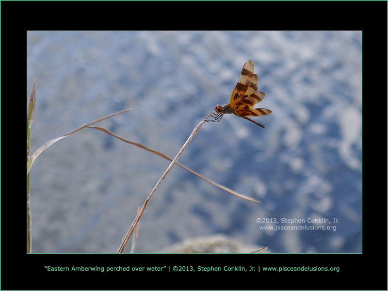 Eastern Amberwing perched over water Eastern Amberwing perched over water