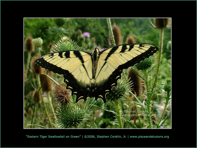 Eastern Tiger Swallowtail on Green Eastern Tiger Swallowtail on Green