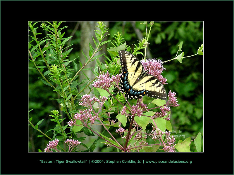 Eastern Tiger Swallowtail Eastern Tiger Swallowtail