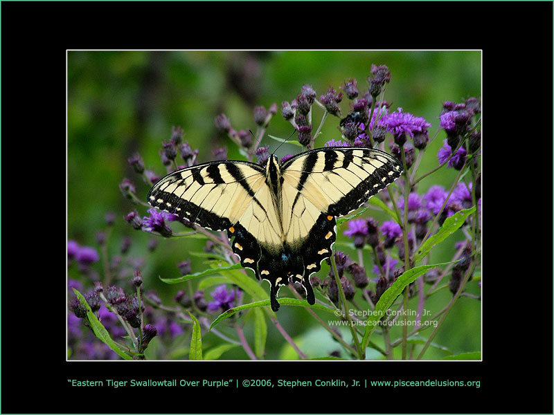 Eastern Tiger Swallowtail Over Purple Eastern Tiger Swallowtail Over Purple