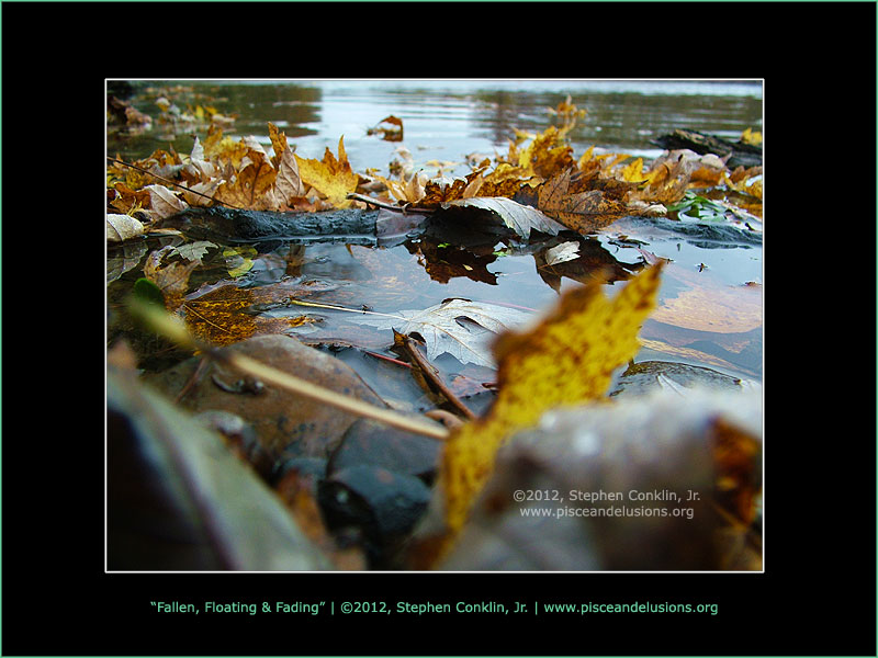 Fallen, floating and fading Fallen, floating and fading