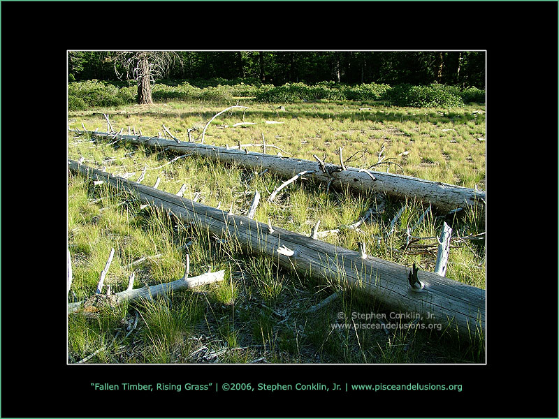 Fallen Timber, Rising Grass Fallen Timber, Rising Grass