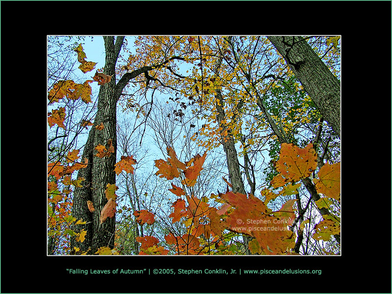 Falling Leaves of Autumn Falling Leaves of Autumn