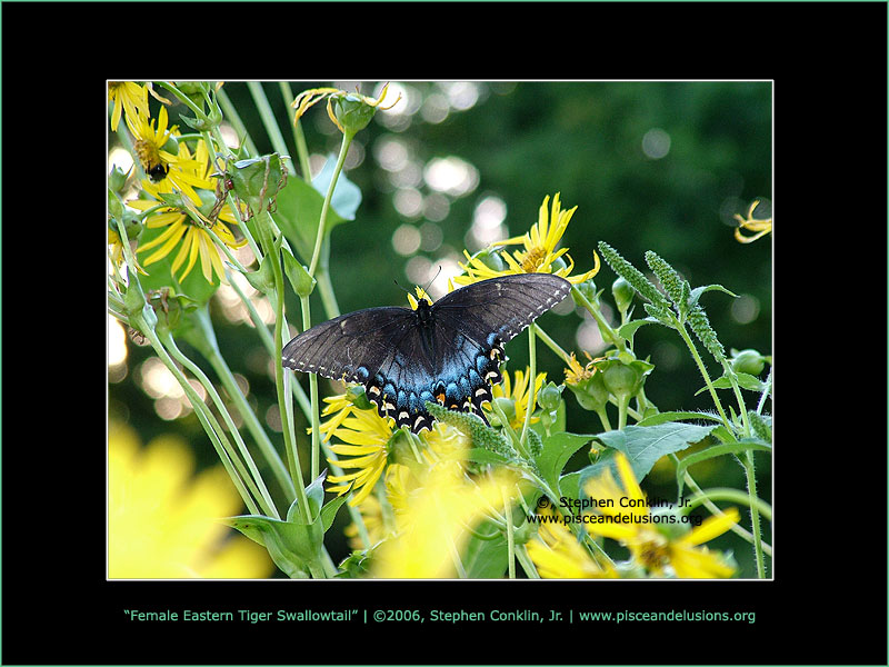 Female Eastern Tiger Swallowtail Female Eastern Tiger Swallowtail