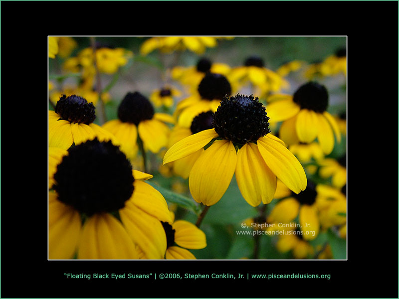 Floating Black-Eyed Susans Floating Black-Eyed Susans