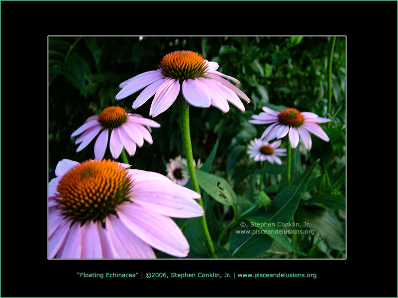 Floating Echinacea Floating Echinacea