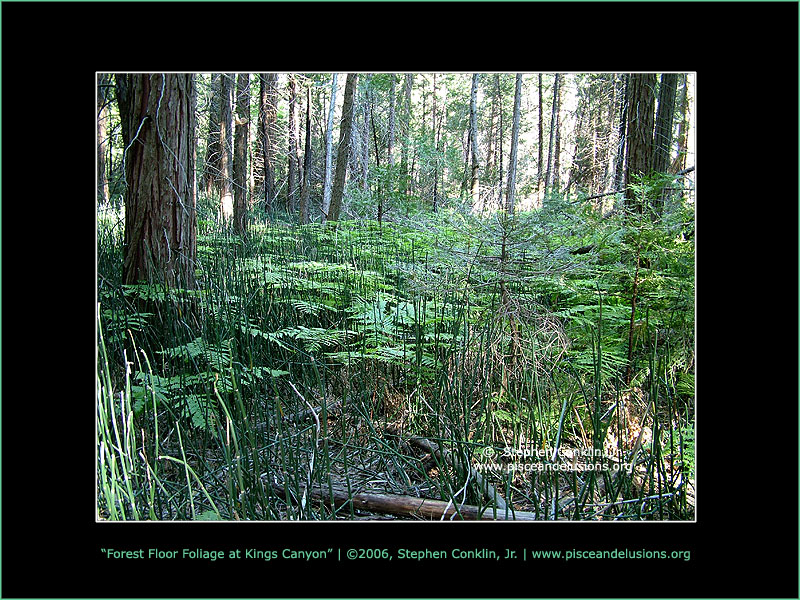 Forest Floor Foliage