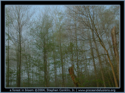 Forest in bloom Forest in bloom