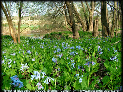 Forest of BlueBells Forest of BlueBells