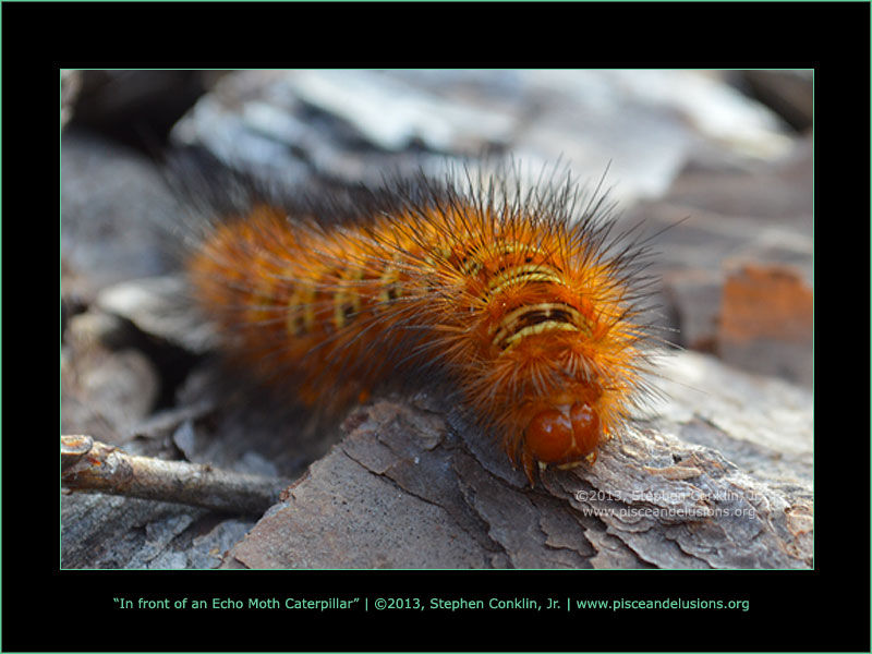Front of an echo moth caterpillar Front of an echo moth caterpillar