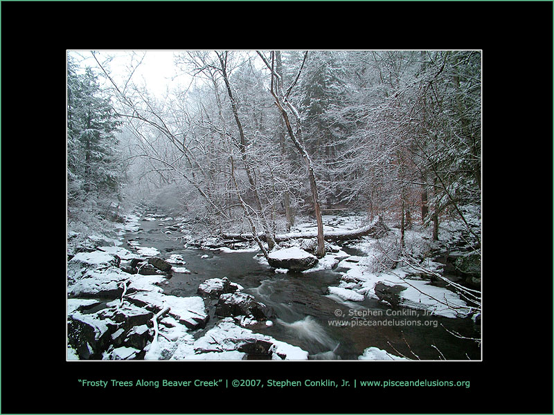 Frosty Trees Along Beaver Creek Frosty Trees Along Beaver Creek