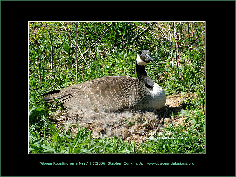 Goose Roosting on a Nest Goose Roosting on a Nest