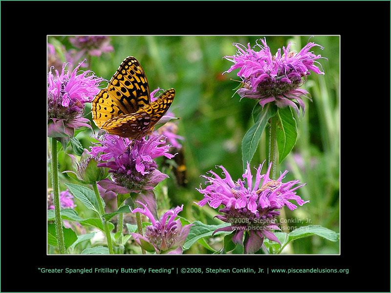 Greater Spangled Fritillary Butterfly Feeding Greater Spangled Fritillary Butterfly Feeding