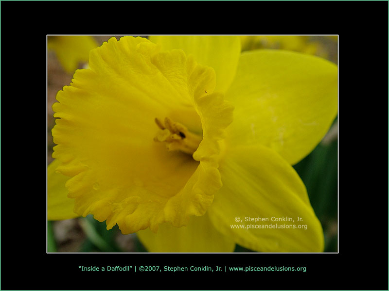 Inside a Daffodil Inside a Daffodil