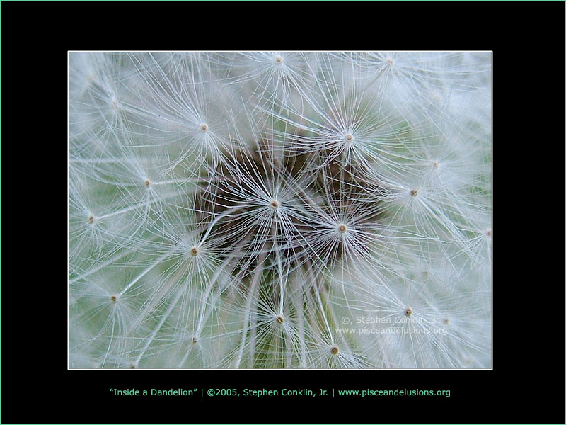 Inside a Dandelion Inside a Dandelion