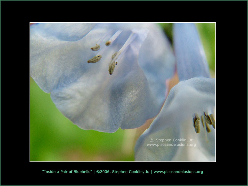 Inside a Pair of Bluebells Inside a Pair of Bluebells