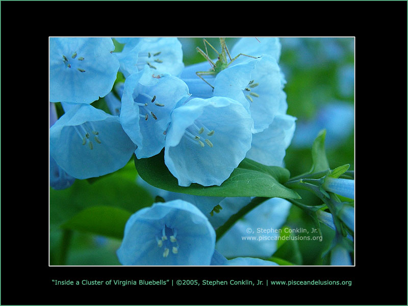 Inside a Cluster of Virginia BlueBells Inside a Cluster of Virginia BlueBells