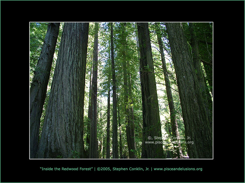 Inside the Redwood Forest Inside the Redwood Forest