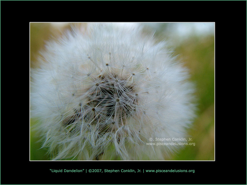 Liquid Dandelion Liquid Dandelion